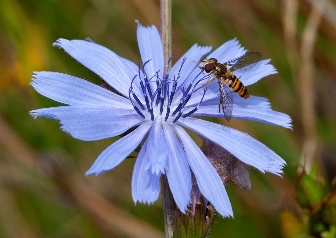 Een paarse bloem met een insect er op