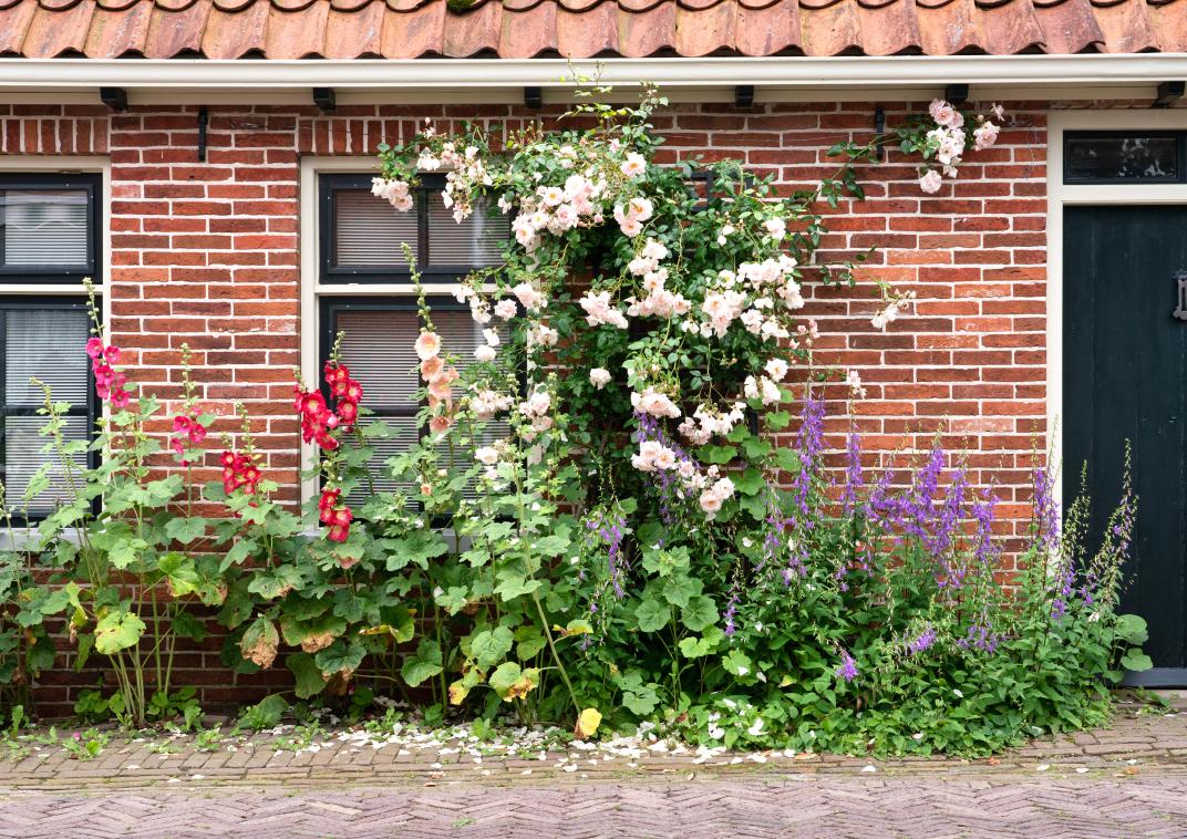 Bloeiende gevel met klimplanten