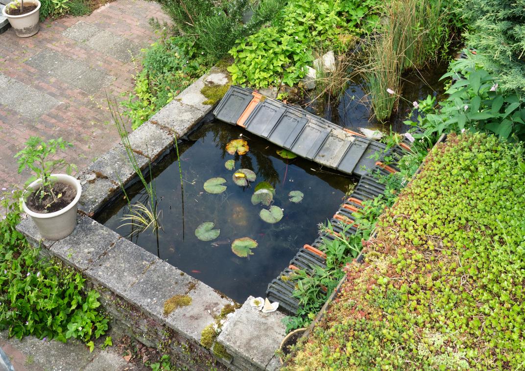 Een groene tuin met kleine vijver