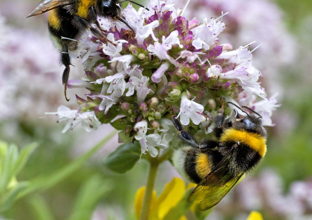 Hommels op wilde Marjolein