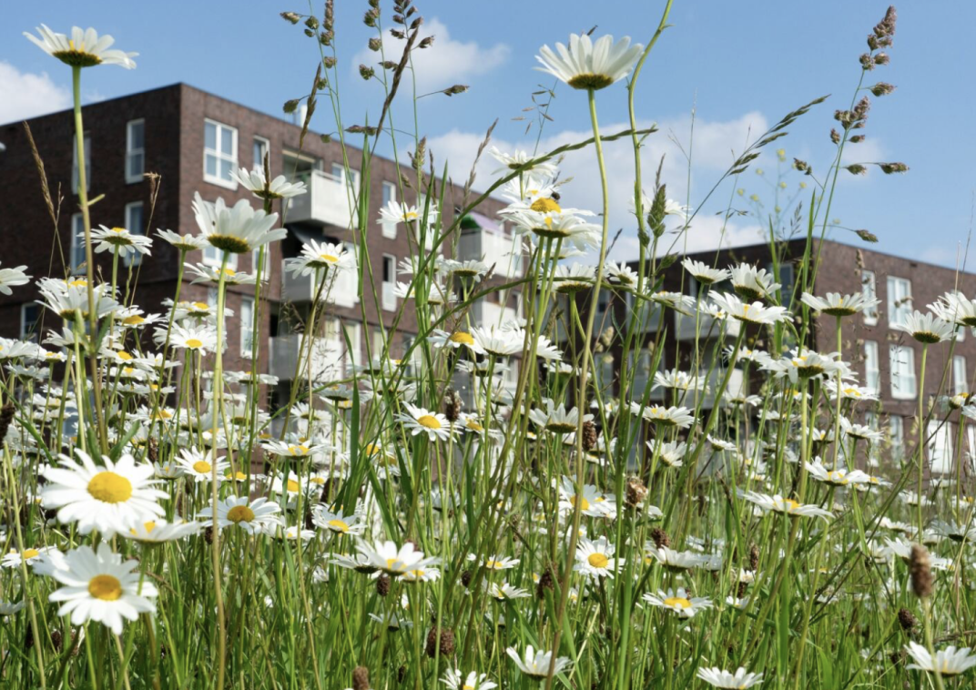 Een veld met madeliefjes in de openbare ruimte 