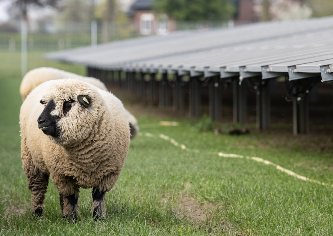 Schaap midden in een veld zonnepanelen