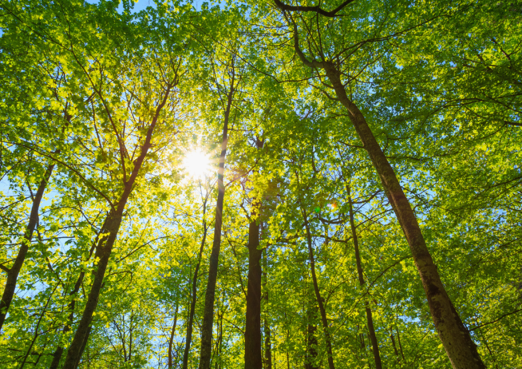 Bos met zon door de bomen