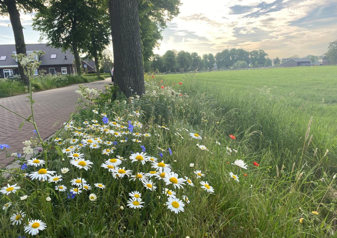 Bloemrijke berm in Netterden