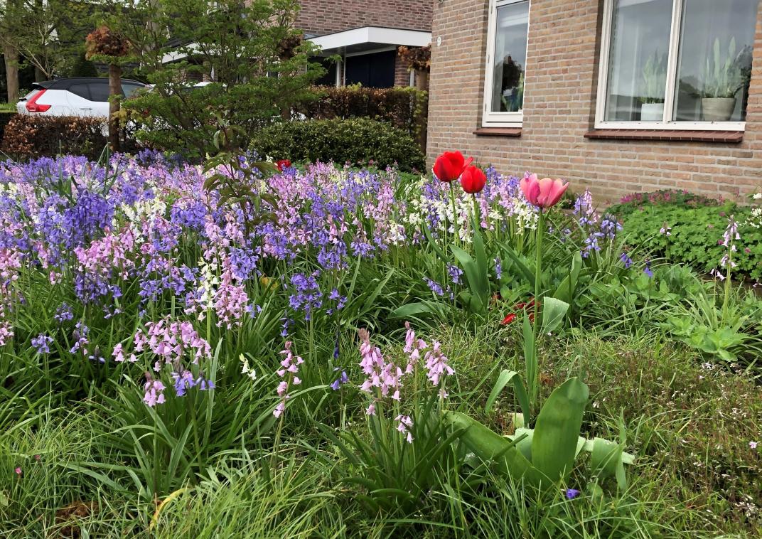 Bloemrijke voorjaarstuin