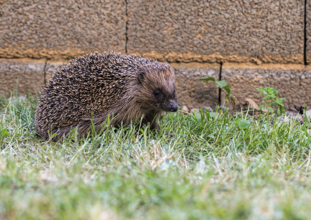 Egel in de tuin