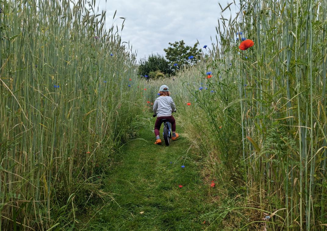 Klein kindje op een loopfiets door het hoge gras